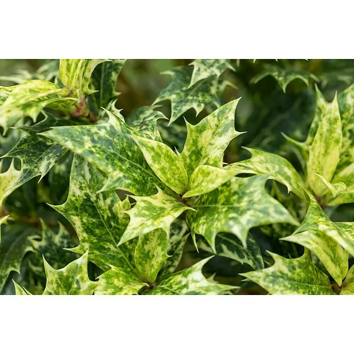Stachelblättrige Duftblüte - Osmanthus heterophyllus 'Tricolor', Topfgröße: 17 cm - Detailaufnahme