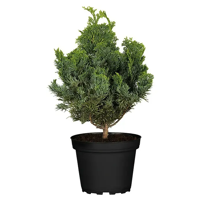Piardino Kleine Muschelzypresse - Chamaecyparis obtusa 'Nana Gracilis', Topfgröße: 19 cm - Vorderansicht