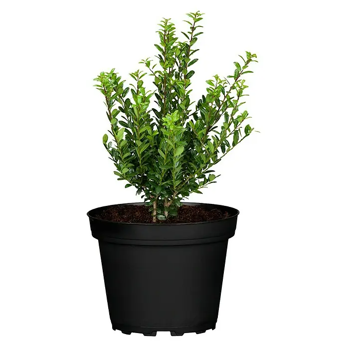 Piardino Bergilex Robustico - Ilex crenata 'Robustico' - Vorderansicht