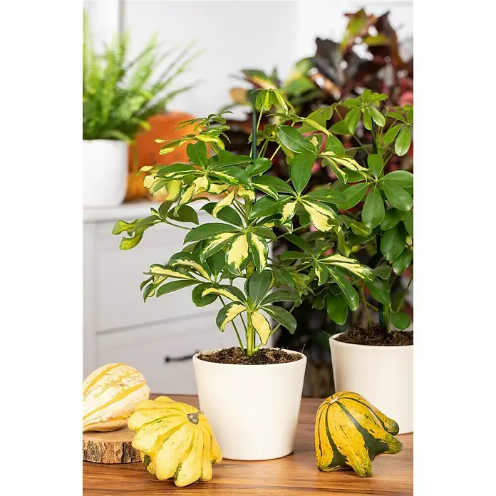 Piardino Strahlenaralie Gerda - Schefflera arboricola, Topfgröße: 12 cm, Grün/Weiß - Stimmungsaufnahme