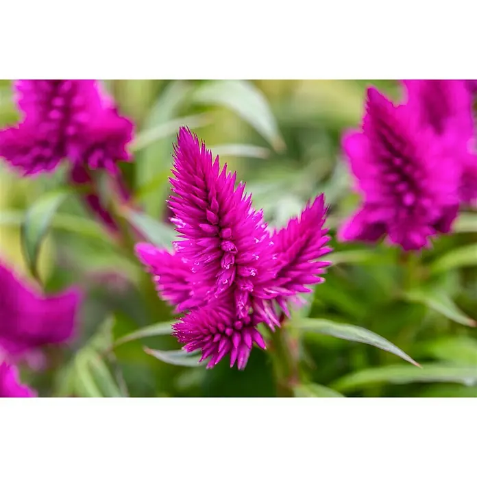 Piardino Celosía - Celosia argentea var. plumosus, Tamaño de maceta: 14 cm - Primer plano