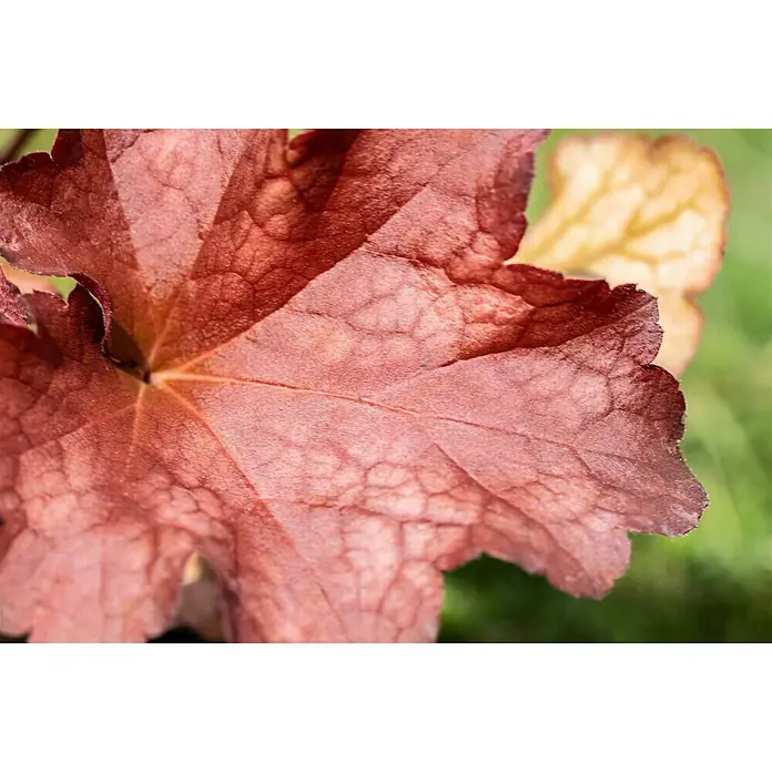 Piardino Purpurglöckchen - Heuchera Hybride, Topfgröße: 13 cm, Rot - Detailaufnahme