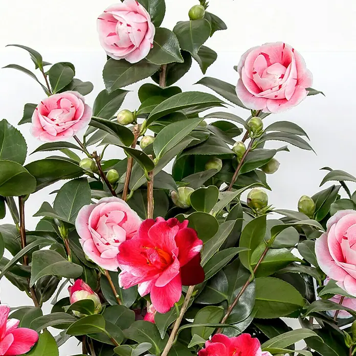 Piardino Japanische Kamelie - Camellia japonica, Topfgröße: 13 cm, Blütenfarbe: Sortenabhängig - Stimmungsaufnahme
