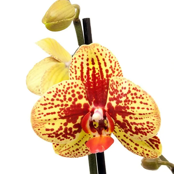 Piardino Schmetterlingsorchidee - Phalaenopsis Hybride Dancing Leopard, Topfgröße: 12 cm, Zweifarbig, Anzahl Triebe: 2 Stk., Aufrecht - Detailaufnahme
