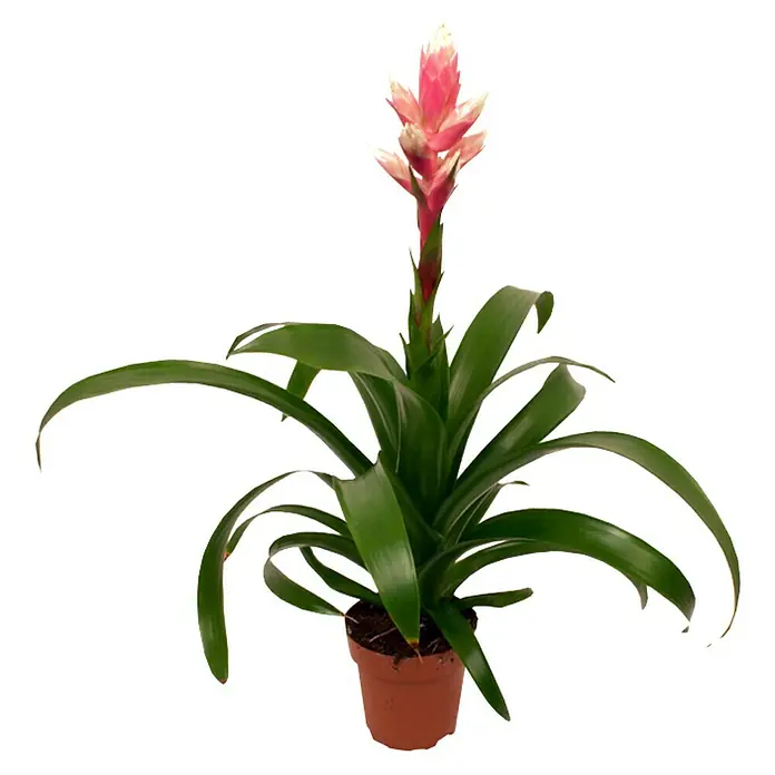 Piardino Bromelie - Guzmania Hybride 'Candy', Topfgröße: 12 cm, Dunkelrosa/Weiß - Vorderansicht
