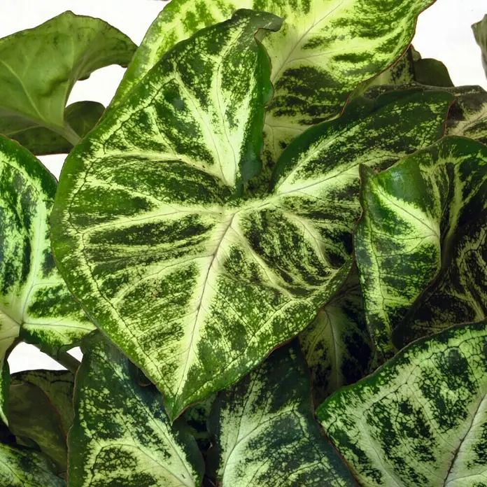 Piardino Singonio - Syngonium podophyllum, Tamaño de maceta: 12 cm - Primer plano