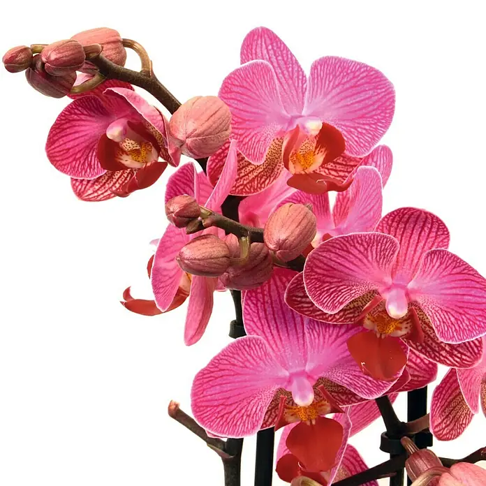 Piardino Schmetterlingsorchidee - Phalaenopsis Hybride, Topfgröße: 11 cm, Sortenabhängig, Anzahl Triebe: 2 Stk., Aufrecht - Detailaufnahme
