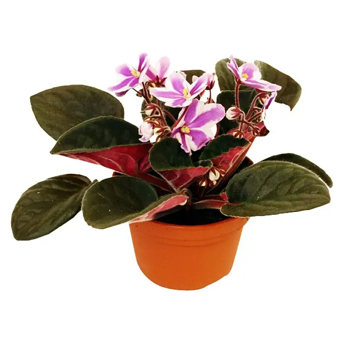 Piardino Violeta africana - Saintpaulia ionantha Inova Chimera, Tamaño de maceta: 12 cm, Color de flor: Bicolor - Vista frontal