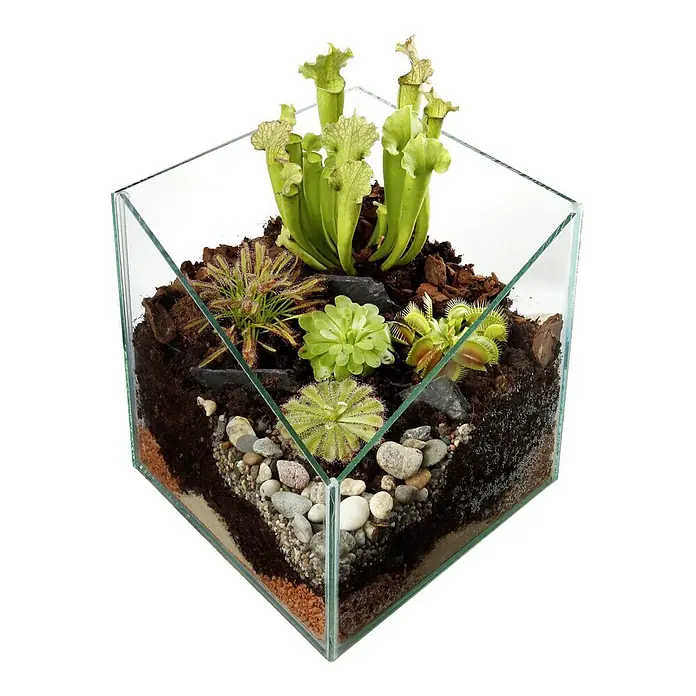 Piardino Terrario con plantas - Tamaño de maceta: 17 cm - Vista frontal