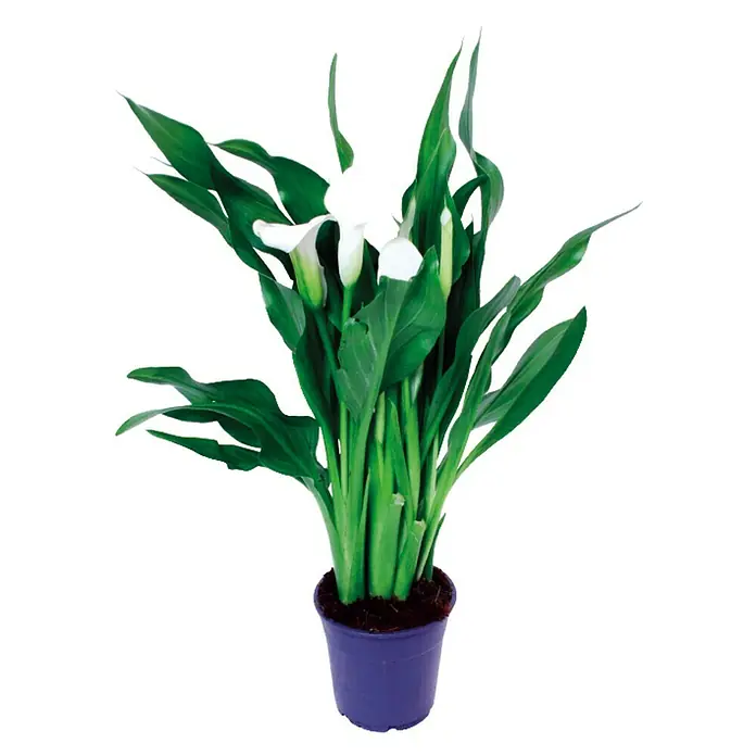 Piardino Aralia - Zantedeschia aethiopica, Tamaño de maceta: 14 cm, En función de la variedad - Vista frontal