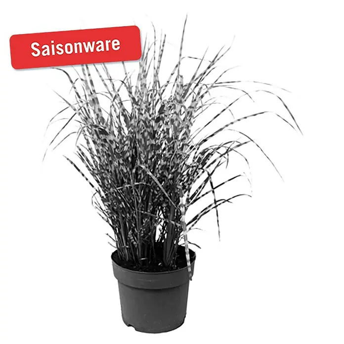 Piardino Garten-Zebraschilf - Miscanthus sinensis strictus, Topfvolumen: 3 l, Gelb/Grün - Vorderansicht