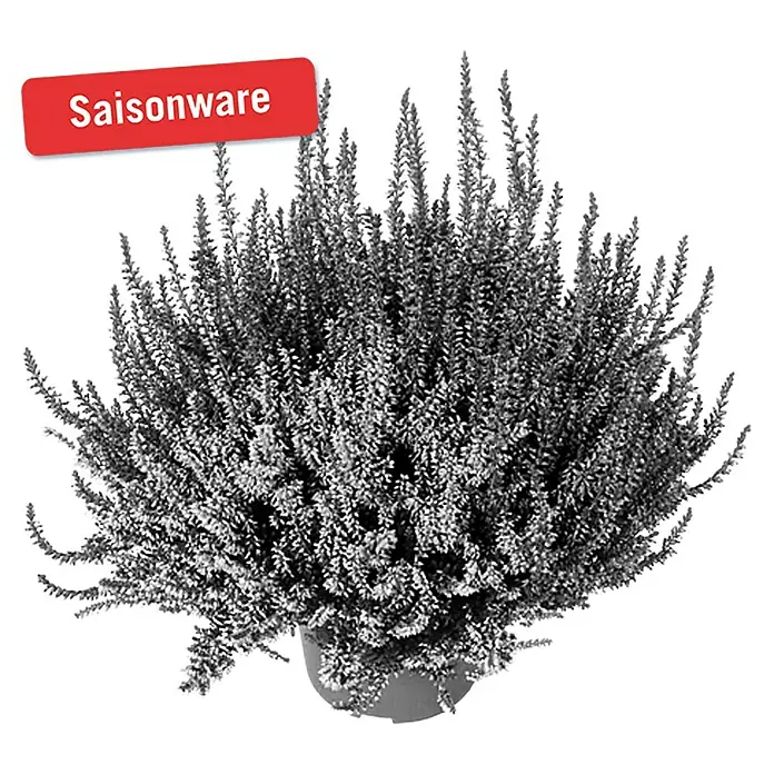 Besenheide - Calluna vulgaris Beauty Ladies Trio, Topfgröße: 11 cm, 3-farbig