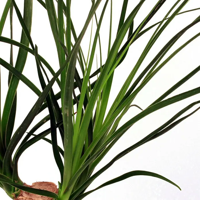 Piardino Elefantenfuß Knolle - Beaucarnea recurvata, Topfgröße: 12 cm - Detailaufnahme