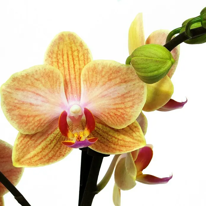 Piardino Schmetterlingsorchidee - Phalaenopsis Hybride Multiflora, Topfgröße: 12 cm, Orange, Anzahl Triebe: 2 Stk., Aufrecht - Detailaufnahme