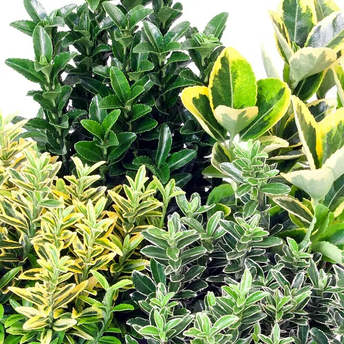 Piardino Spindelstrauch - Euonymus fortunei, Artenabhängig - Detailaufnahme