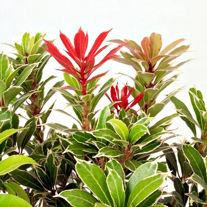 Piardino Japanisches Schattenglöckchen - Pieris japonica, Topfvolumen: 2 l - Detailaufnahme