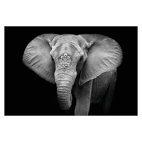 Póster Elefante