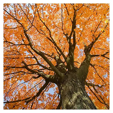 Póster Trees leaves