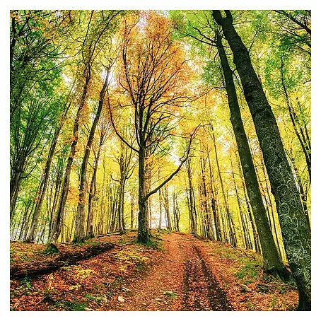Cuadro de vidrio Glassart Bosque otoño