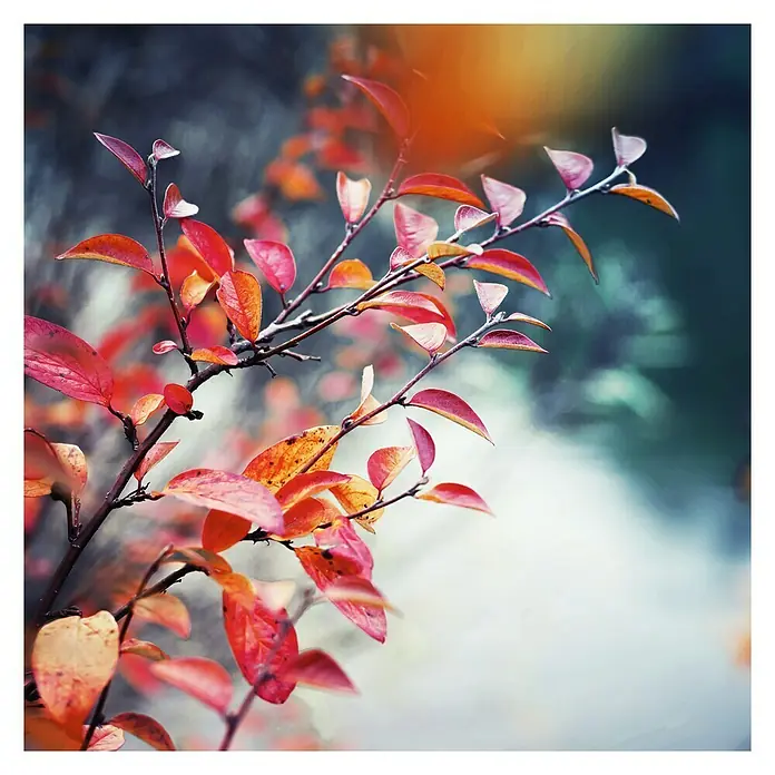 Póster Autumn Park - Naturaleza, An x Al: 45 x 45 cm