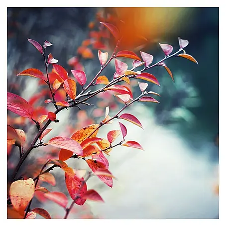 Póster Autumn Park