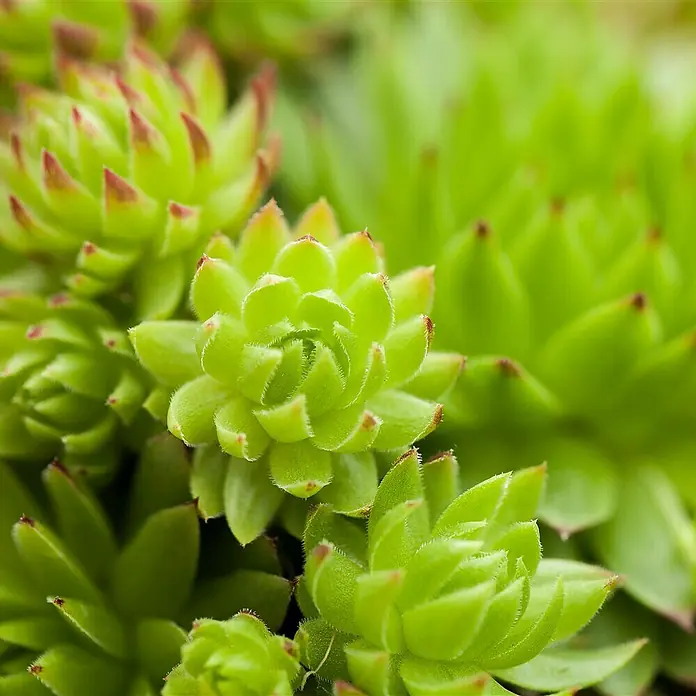 Piardino Hauswurz - Sempervivum, Topfgröße: 9 cm, Grün - Detailaufnahme