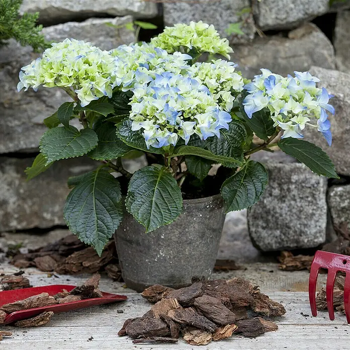 Piardino Bauernhortensie - Hydrangea macrophylla, Topfgröße: 13 cm, Blau - Stimmungsaufnahme