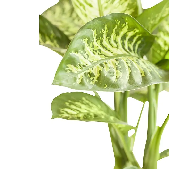 Piardino Dieffenbachie Tropic Snow - Dieffenbachia seguine Tropic Snow, Topfgröße: 24 cm, Blattfarbe: Bunt - Detailaufnahme