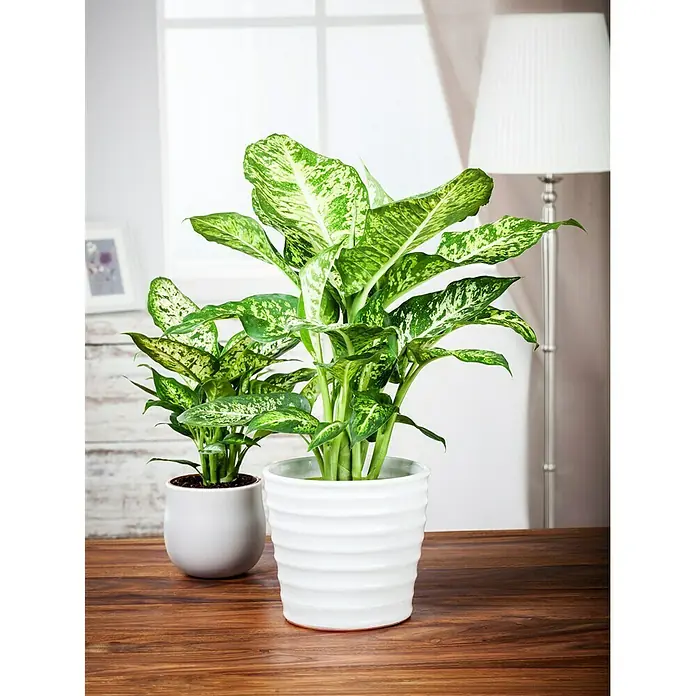 Piardino Dieffenbachie - Dieffenbachia maculata, Topfgröße: 17 cm, Blattfarbe: Bunt - Stimmungsaufnahme