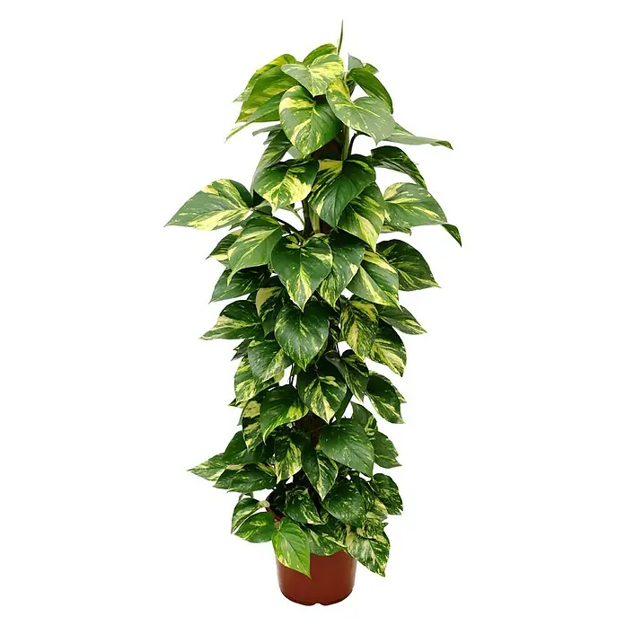Piardino Efeutute - Epipremnum aureum, Topfgröße: 24 cm - Vorderansicht