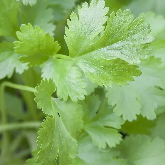 Piardino Koriander Bio - Coriandrum sativum - Detailaufnahme