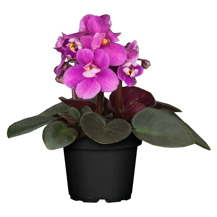 Piardino Violeta africana - Saintpaulia ionantha, Tamaño de maceta: 12 cm, Color de flor: Dependiendo de la variedad - Vista frontal