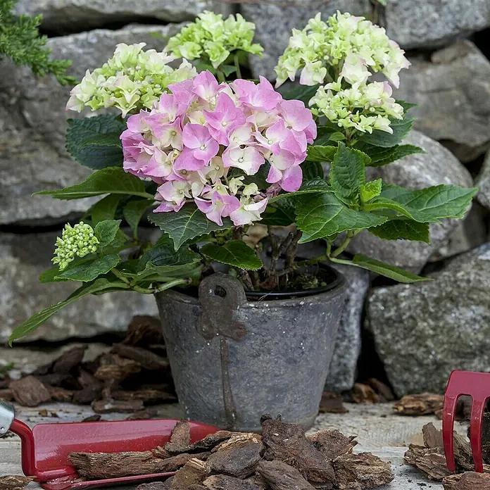 Piardino Bauernhortensie - Hydrangea macrophylla, Topfgröße: 13 cm, Rosa - Stimmungsaufnahme