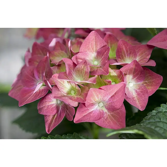 Piardino Bauernhortensie - Hydrangea macrophylla, Topfgröße: 10 cm, Rot - Detailaufnahme