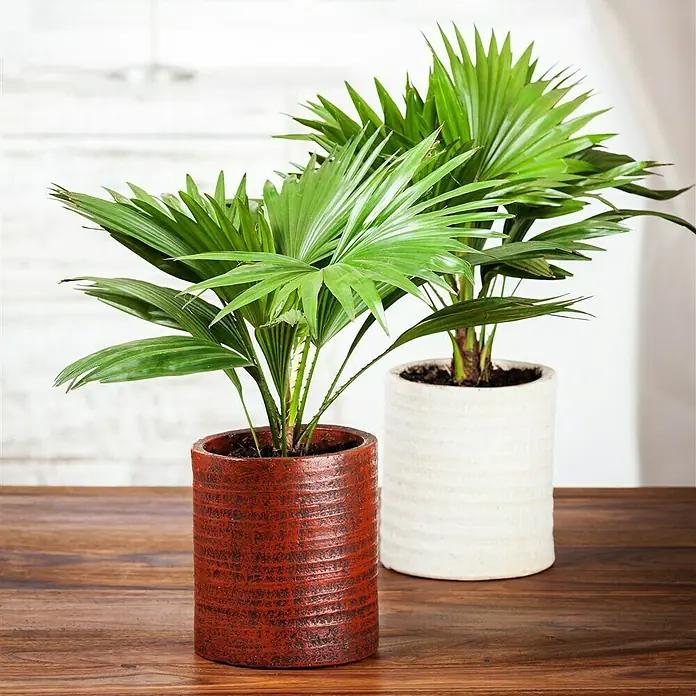 Piardino Fächerpalme Nr. 12 - Livistona chinensis, Topfgröße: 18 cm - Stimmungsaufnahme