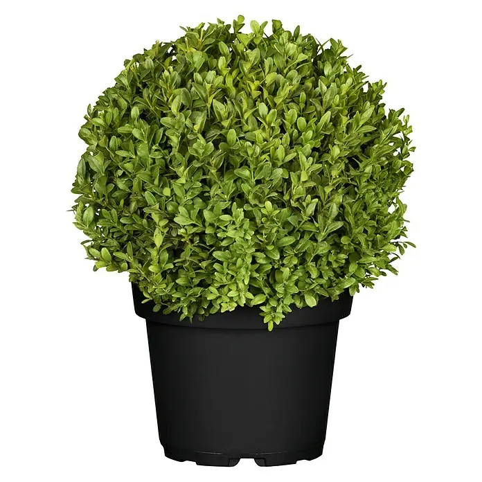 Piardino Buchsbaum - Buxus sempervirens, Wuchsform: Aufrecht - Vorderansicht