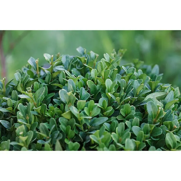 Piardino Buchsbaum - Buxus sempervirens, Wuchsform: Aufrecht - Detailaufnahme