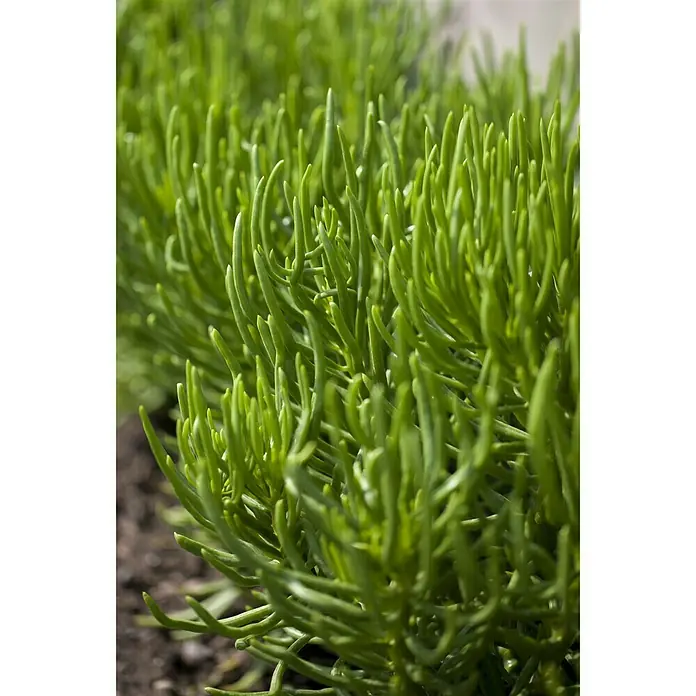 Piardino Sukkulenten - Topfgröße: 6 cm - Detailaufnahme