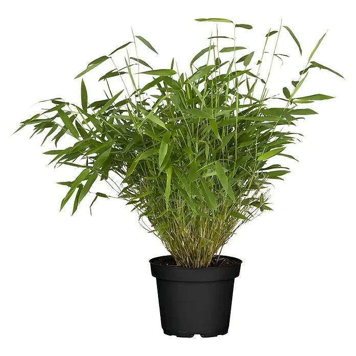 Piardino Muriel-Bambus - Fargesia murielae, 2 l - Vorderansicht