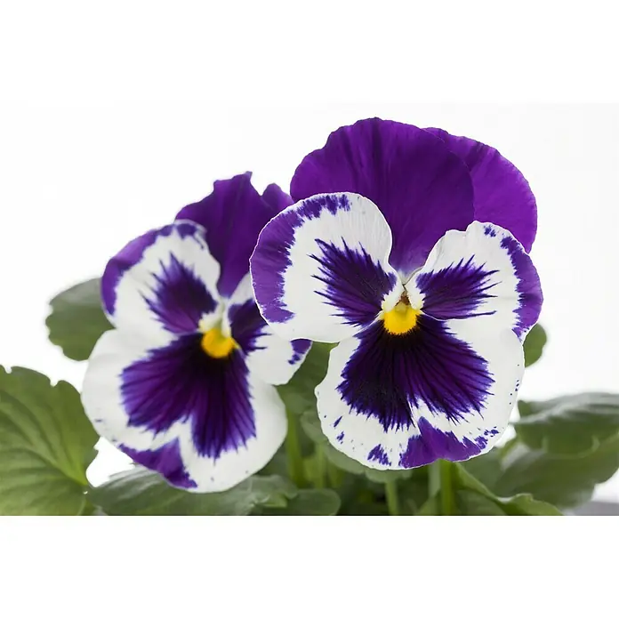Piardino Garten-Stiefmütterchen - Viola F1, Topfgröße: 9 cm, Sortenabhängig - Detailaufnahme