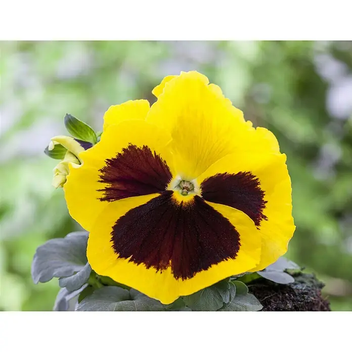 Piardino Garten-Stiefmütterchen - Viola F1, Topfgröße: 9 cm, Sortenabhängig - Detailaufnahme