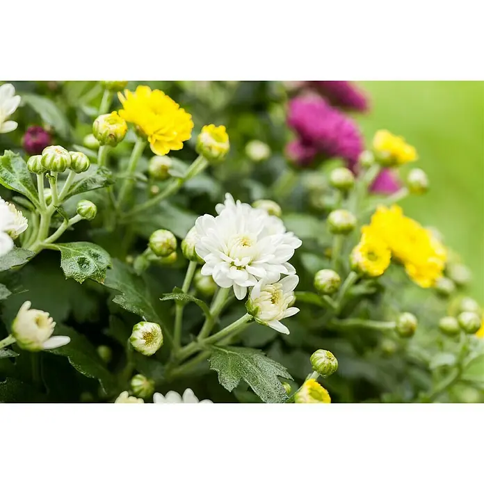 Piardino Herbst-Chrysantheme - Dendranthema multiflora Trio, Mehrfarbig, Weiß, Gelb, Rot