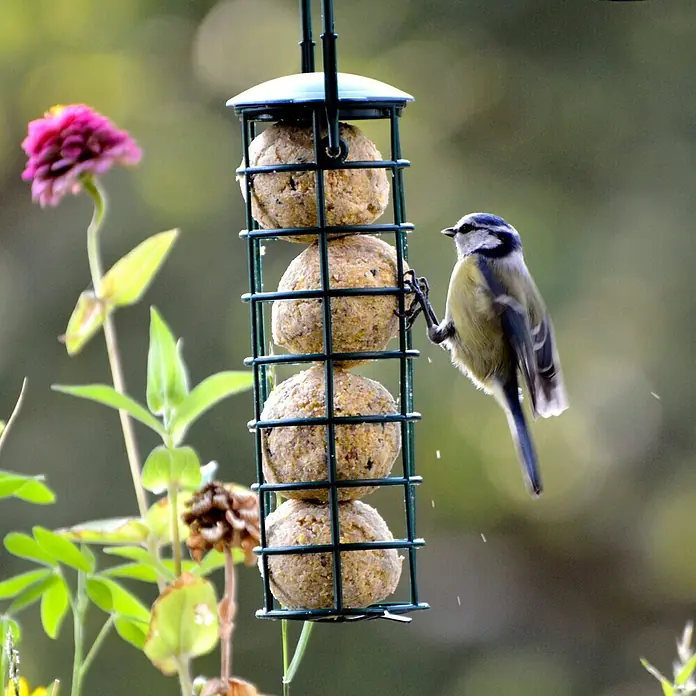 Dobar Wildvogelfutter Set - 6 Stk. - Stimmungsaufnahme