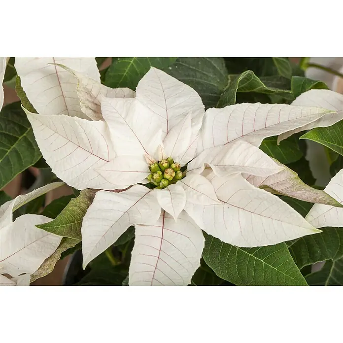 Piardino Weihnachtsstern - Euphorbia pulcherrima Princettia, Topfgröße: 12 cm, Sortenabhängig - Detailaufnahme