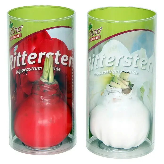 Piardino Amaryllis Waxz® - Hippeastrum hybride, Blütenfarbe: Sortenabhängig - Vorderansicht