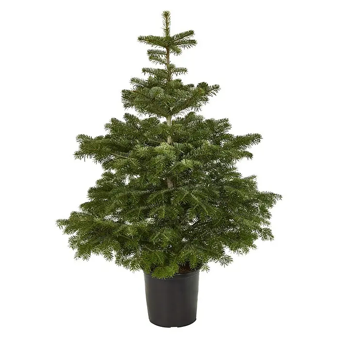 Piardino Nordmann kerstboom - Actuele groeihoogte: 125 cm - 150 cm, In pot gedrukt