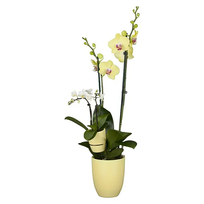 Piardino Schmetterlingsorchidee Mutter mit Kind - Phalaenopsis x Hybride, Topfgröße: 12 cm, Gelb, Anzahl Triebe: 2 Stk., Aufrecht - Vorderansicht