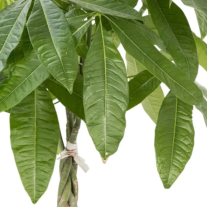 Piardino Glückskastanie - Pachira aquatica, Topfgröße: 21 cm - Detailaufnahme