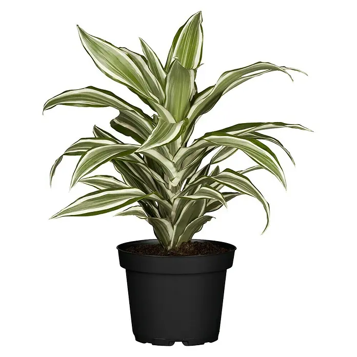 Piardino Drachenbaum - Dracaena fragrans White Juwel, Topfgröße: 17 cm, Grün/Weiß - Vorderansicht