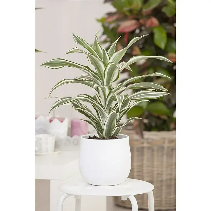 Piardino Drachenbaum - Dracaena fragrans White Juwel, Topfgröße: 17 cm, Grün/Weiß - Stimmungsaufnahme